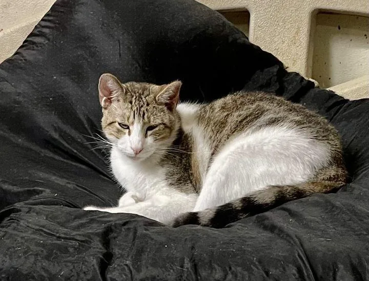 Cookies Dough thumbnail 3