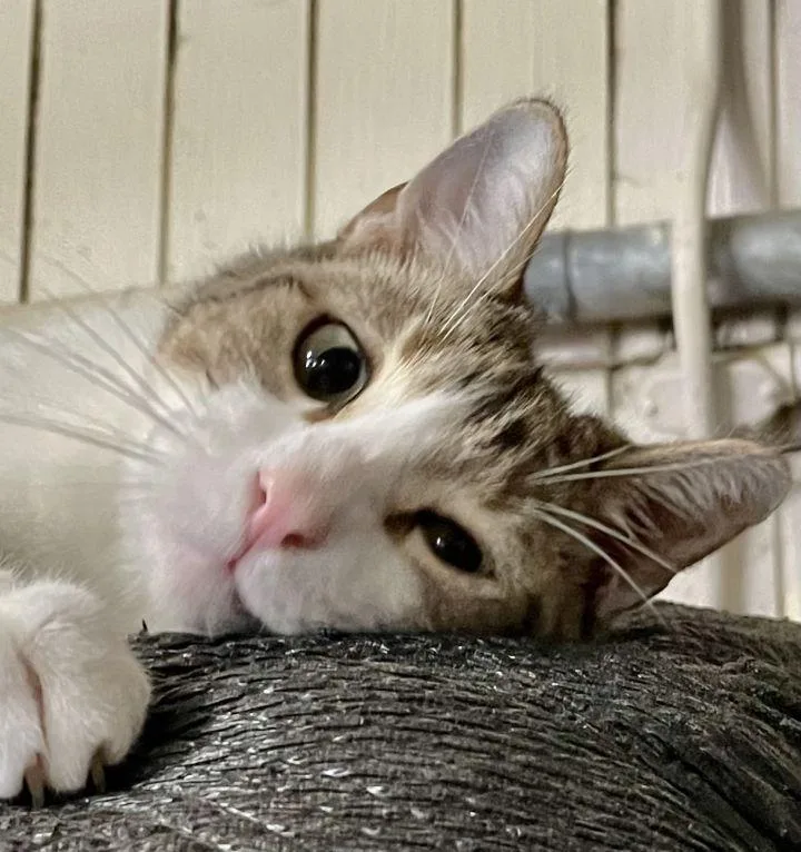 Cookies Dough thumbnail 4