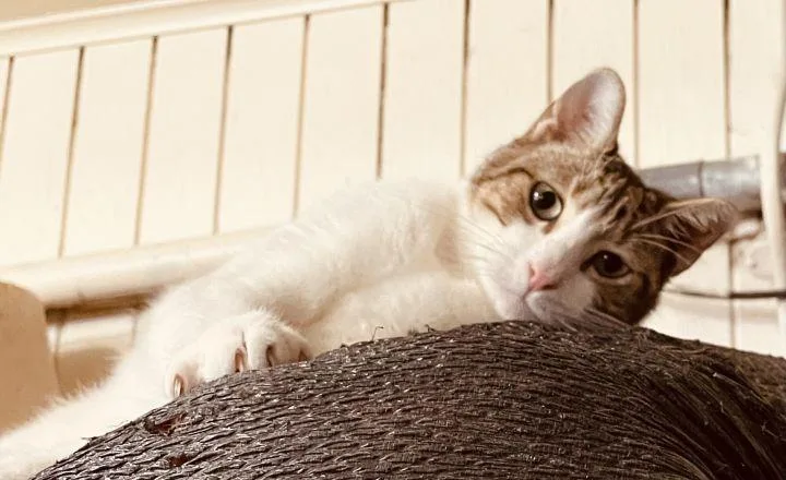 Cookies Dough thumbnail 5