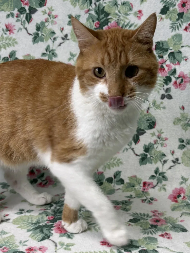 An adult medium-sized male Orange & White Domestic Short Hair cat named Spud for adoption in Wetumpka, AL
