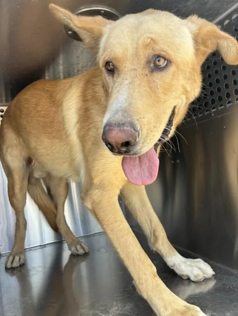 A young large-sized male German Shepherd Dog dog named Wyll for adoption in Phoenix, AZ