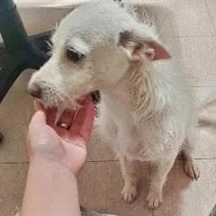 An adult small-sized male White / Cream Terrier dog named Cosmo for adoption in Green Valley, AZ