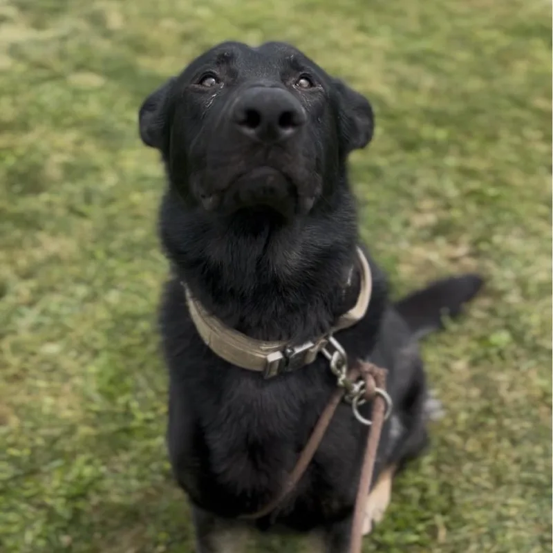 Achilles