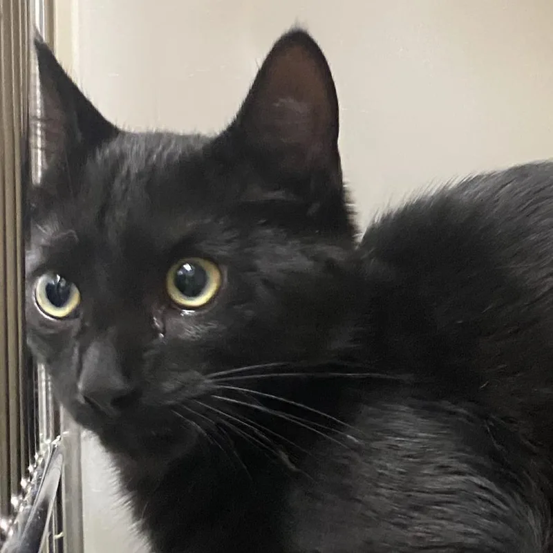 A baby medium-sized male Black Domestic Short Hair cat named Shadow for adoption in Harrisonburg, VA