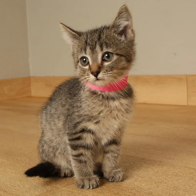 A baby small-sized male Brown / Chocolate Domestic Short Hair cat named Viktor C for adoption in Minnetonka, MN