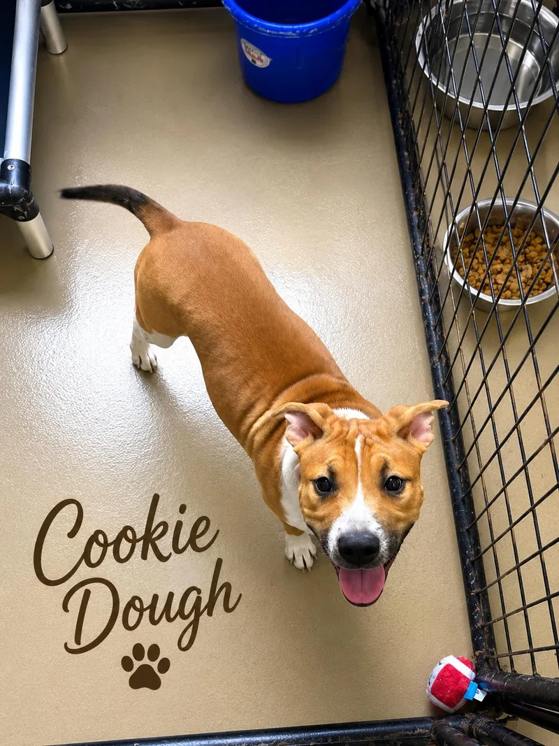 A young medium-sized female Red / Chestnut / Orange Cattle Dog dog named Cookie Dough for adoption in Momence, IL