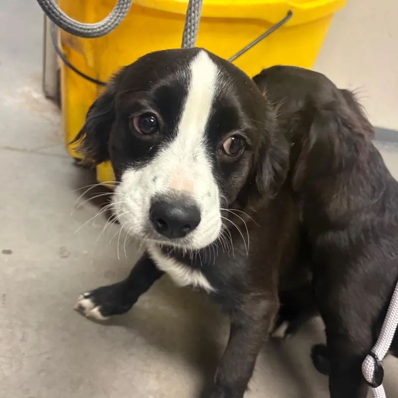 A young small-sized male Black Collie dog named Cowboy for adoption in Yuma, AZ