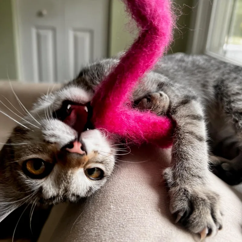 A baby medium-sized female Tabby (Brown / Chocolate) Domestic Short Hair cat named Wave Pool for adoption in Apex, NC