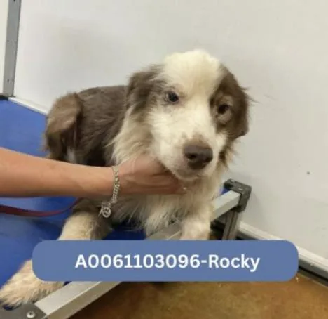 An adult medium-sized male Australian Shepherd dog named Rocky Smith for adoption in Arlington, TX