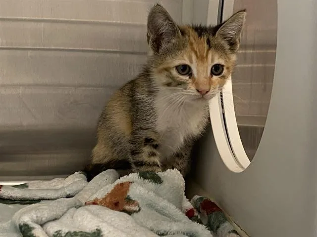A baby small-sized female Domestic Short Hair cat named Ms. Alabama for adoption in Tustin, CA