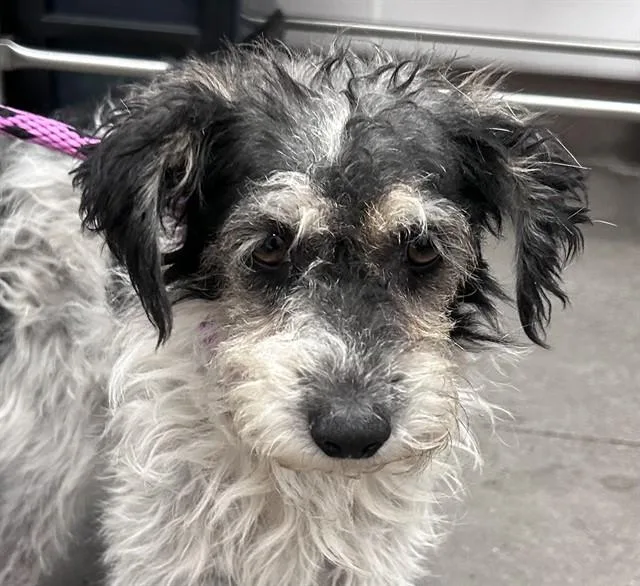 Oreo