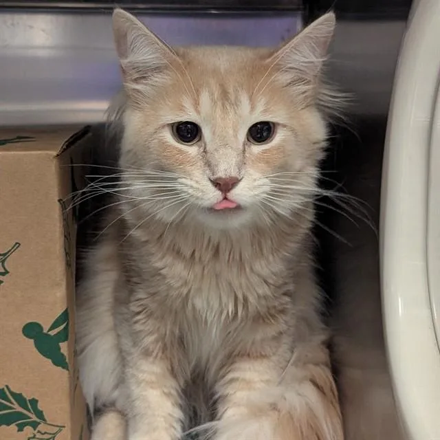 An adult small-sized male Domestic Medium Hair cat named Sawyer for adoption in Olivette, MO