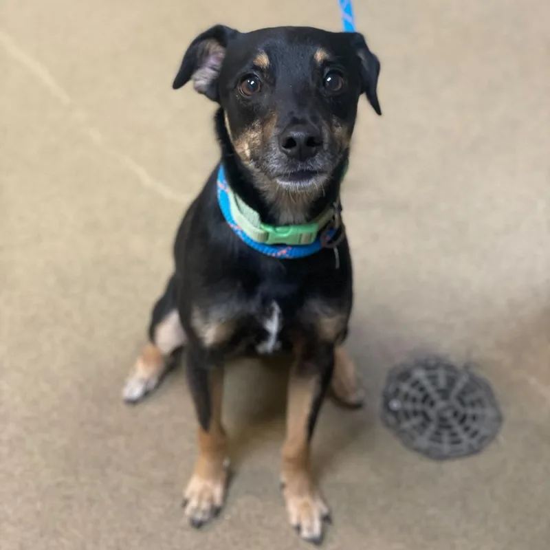 An adult small-sized male Black Miniature Pinscher dog named Finch for adoption in Riverside, CA