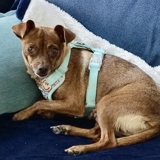 Roxy