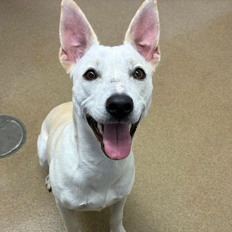 An adult medium-sized female White / Cream Labrador Retriever dog named Baby Girl for adoption in Corpus Christi, TX
