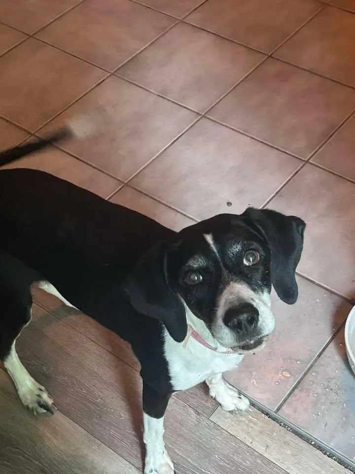 An adult medium-sized female Black Beagle dog named Hope for adoption in Egg Harbor City, NJ