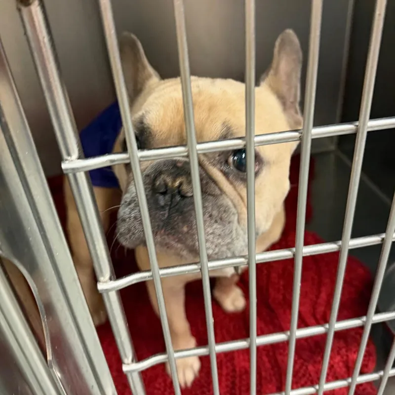 An adult medium-sized male French Bulldog dog named Jasper C for adoption in Oklahoma City, OK