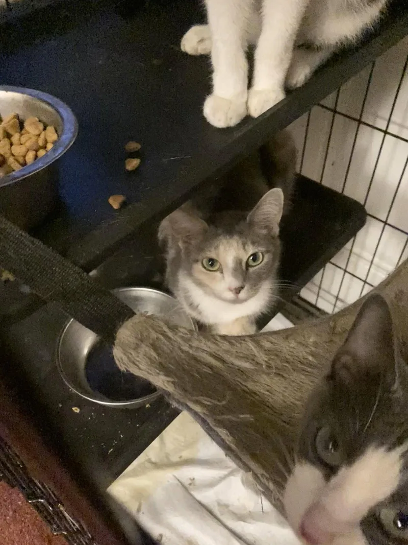 An adult small-sized female Domestic Short Hair cat named Luca for adoption in Chatham, VA