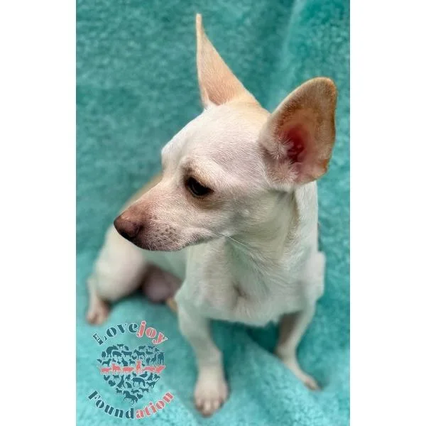 Cool Whip thumbnail 2