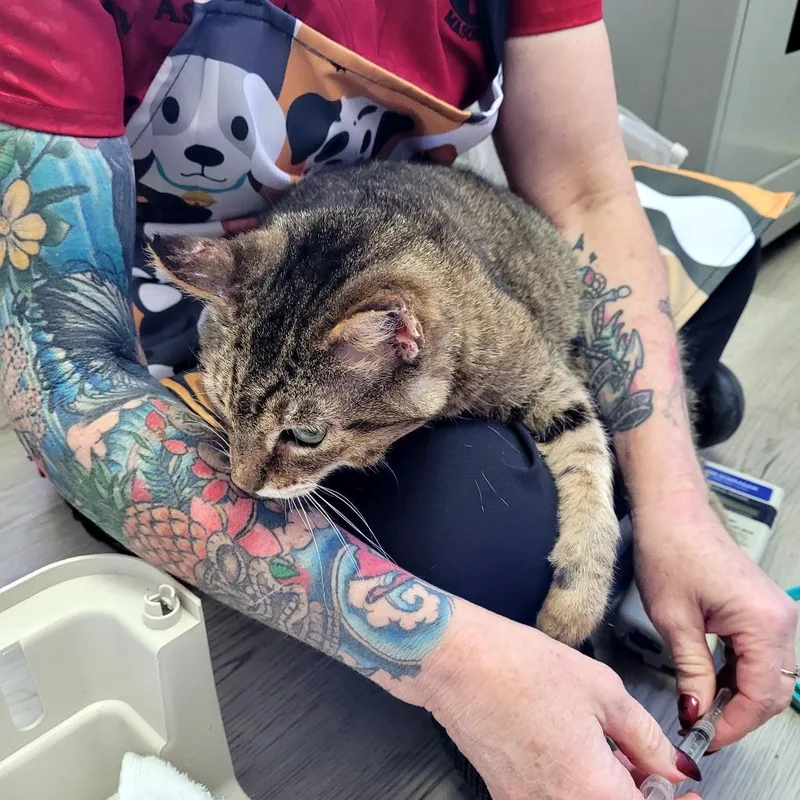 A senior medium-sized female Domestic Short Hair cat named Mini for adoption in Allyn, WA