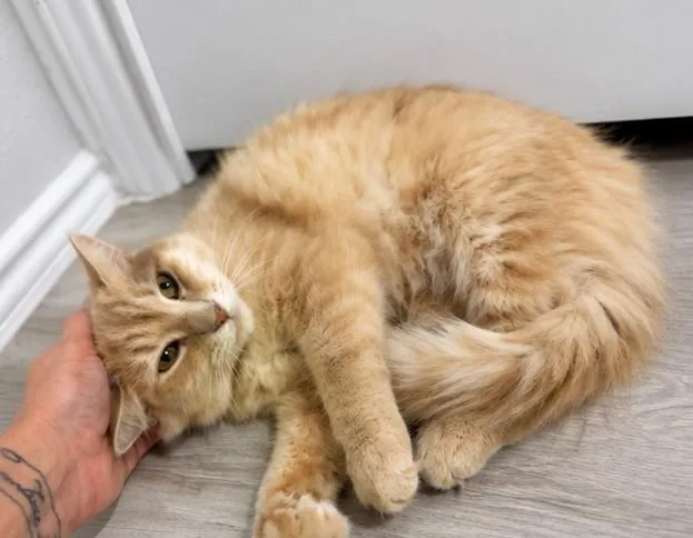 Apricot