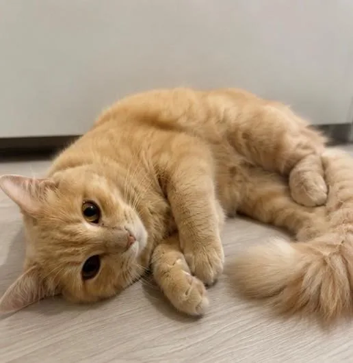 Apricot thumbnail 3