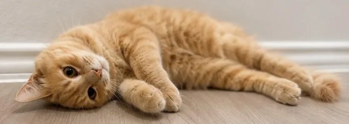 Apricot thumbnail 4