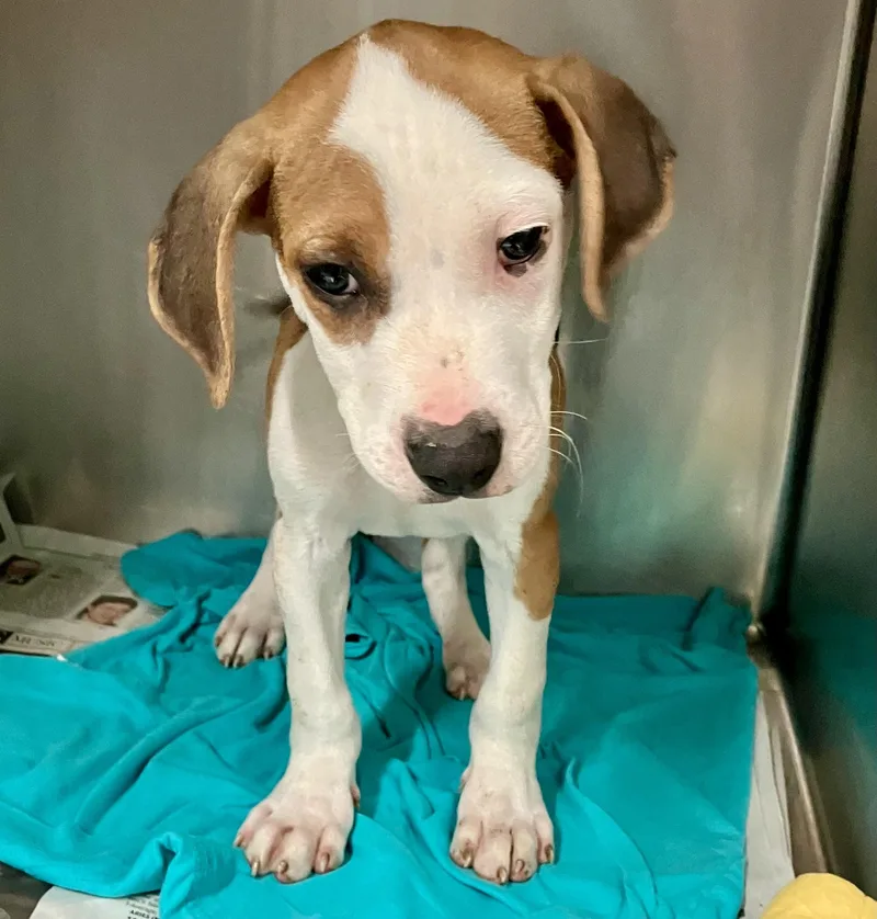 A baby medium-sized male White / Cream Beagle dog named Gordon for adoption in Parma, OH