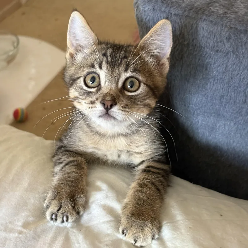 A young medium-sized male Tabby (Gray / Blue / Silver) Domestic Short Hair cat named Benson for adoption in Oracle, AZ