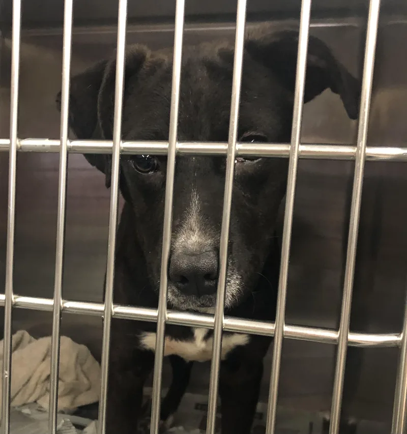 A baby medium-sized male Black Labrador Retriever dog named Reef for adoption in Parma, OH