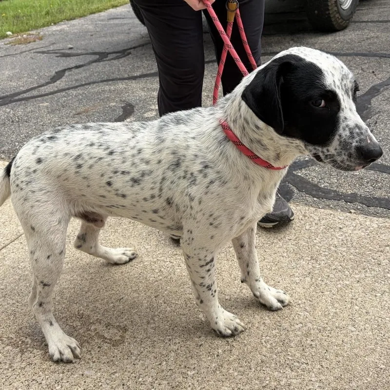 An adult medium-sized male White / Cream Mixed Breed dog named Elton for adoption in Allegan, MI