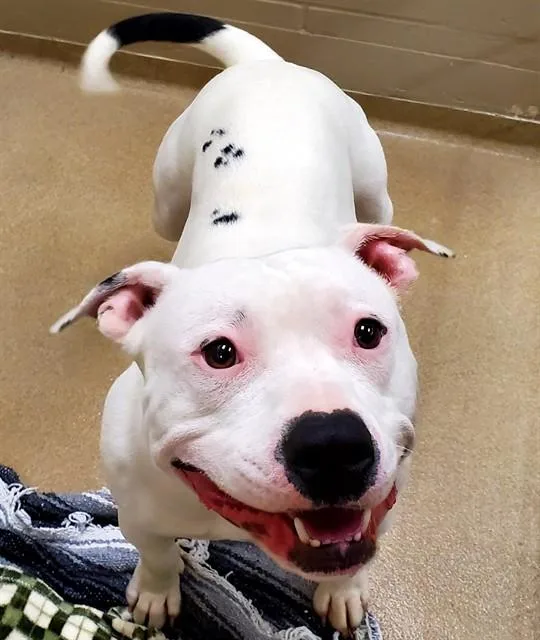 A young medium-sized male Pit Bull Terrier dog named Chiquito for adoption in Decatur, IL