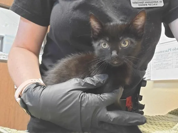 A baby small-sized male Domestic Short Hair cat named Skynyrd for adoption in Oceanside, CA