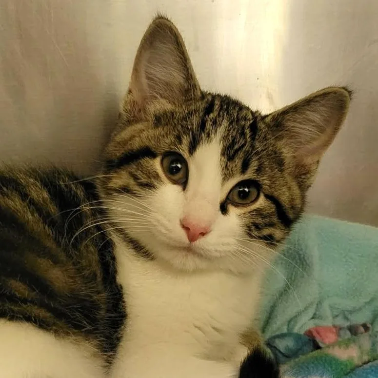 A baby small-sized male Domestic Short Hair cat named Leander for adoption in Columbia, MO