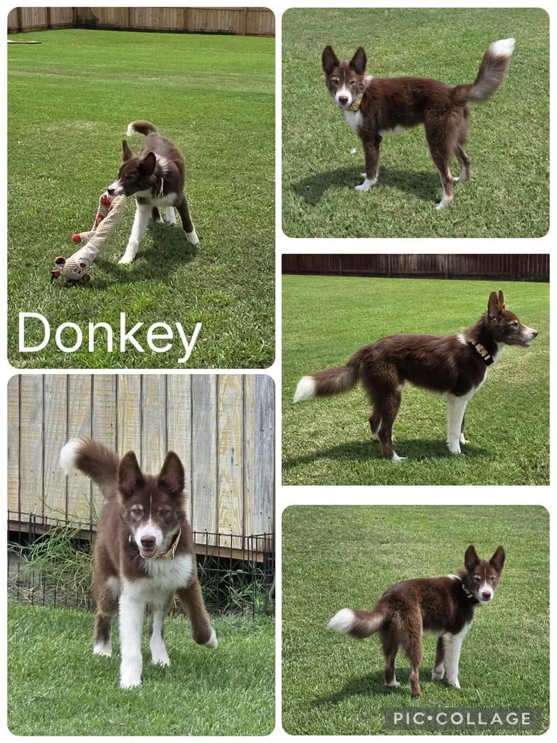 Donkey