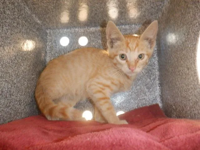 A baby small-sized male Domestic Short Hair cat named Vaiden for adoption in San Jose, CA