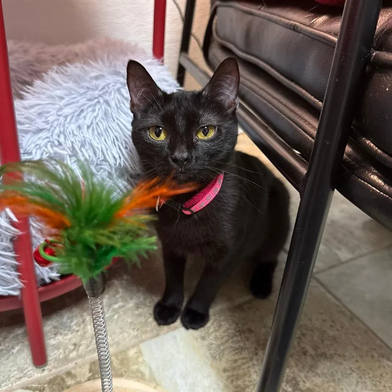 A young medium-sized female Black Domestic Short Hair cat named Betta for adoption in Bridgeville, PA