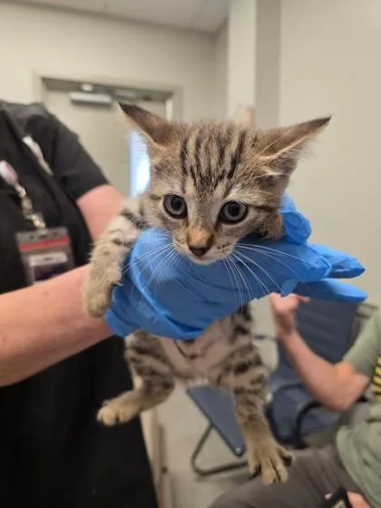 An adult small-sized female Domestic Short Hair cat named Cobalt for adoption in Shreveport, LA