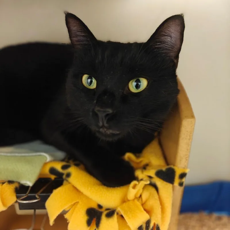 An adult large-sized male Domestic Short Hair cat named Odin for adoption in Cumming, GA