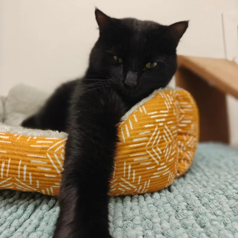 Odin thumbnail 5
