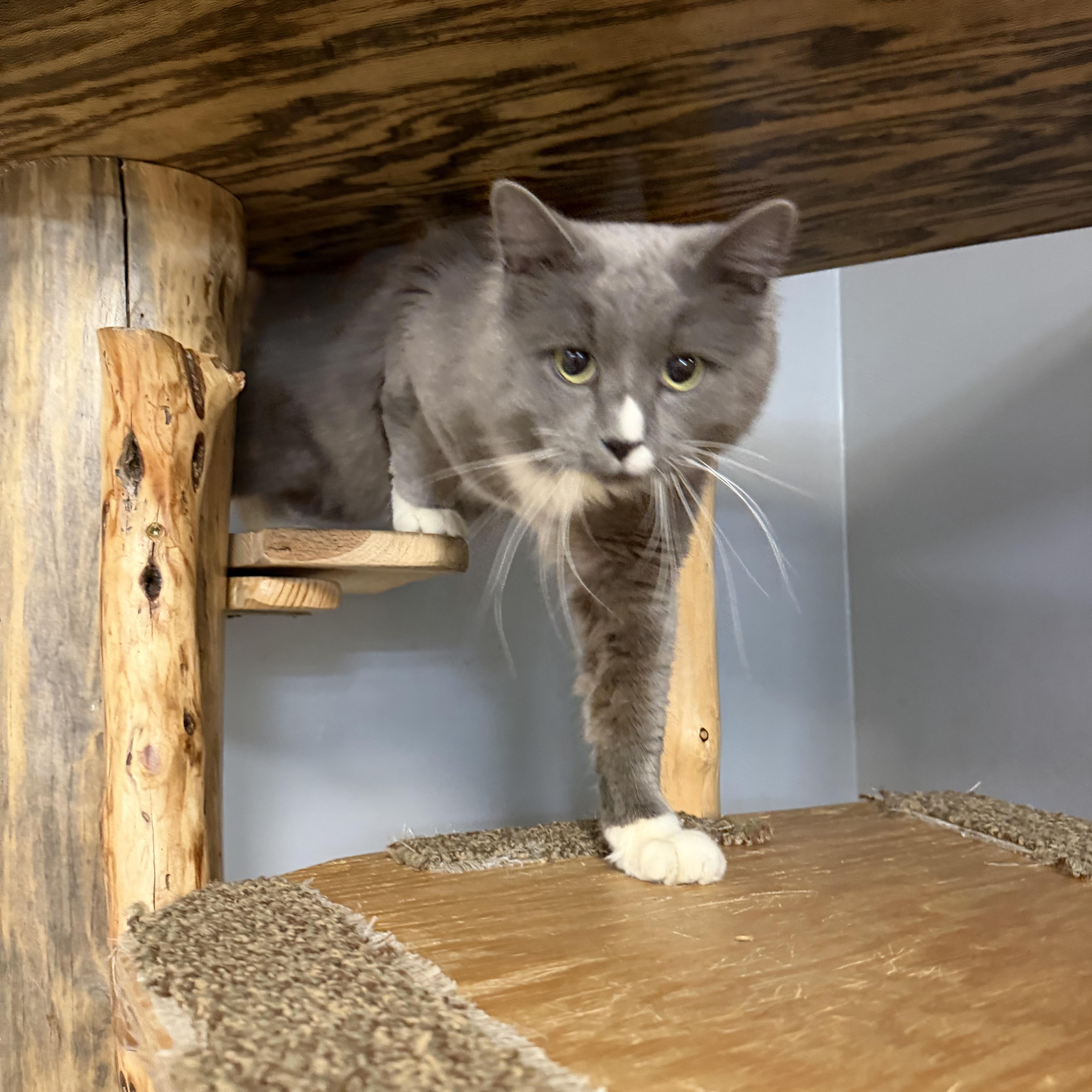 An adult medium-sized male Gray & White Domestic Long Hair cat named Waylon for adoption in Chisholm, MN