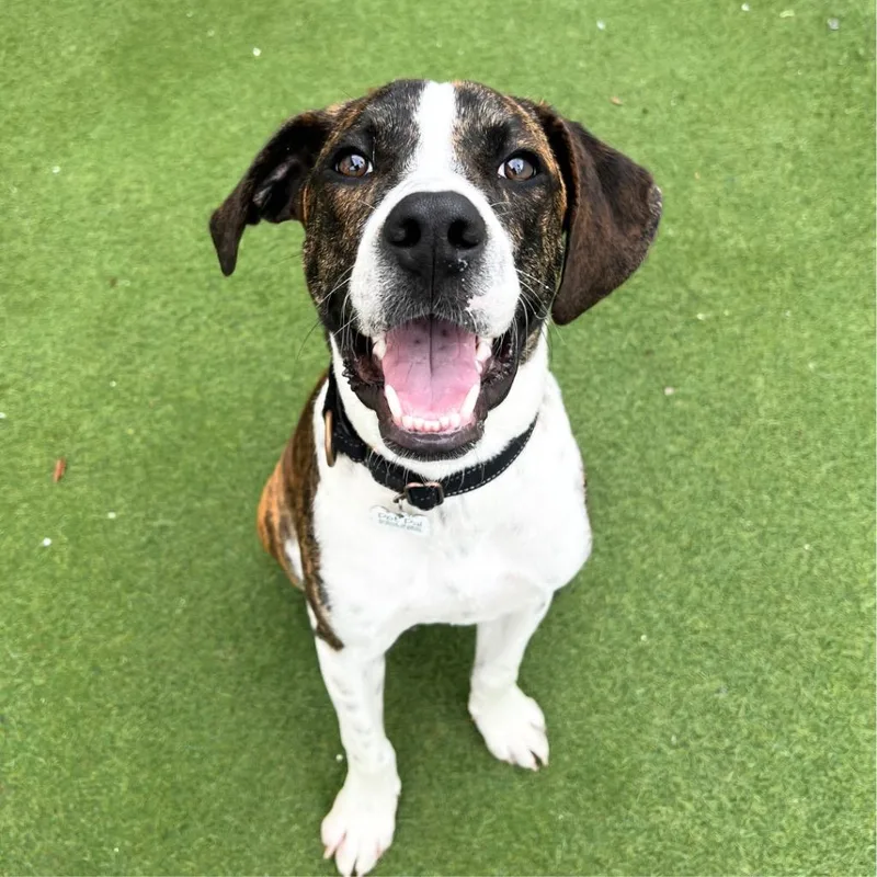 A baby medium-sized male Mixed Breed dog named Quincy for adoption in Saint Petersburg, FL