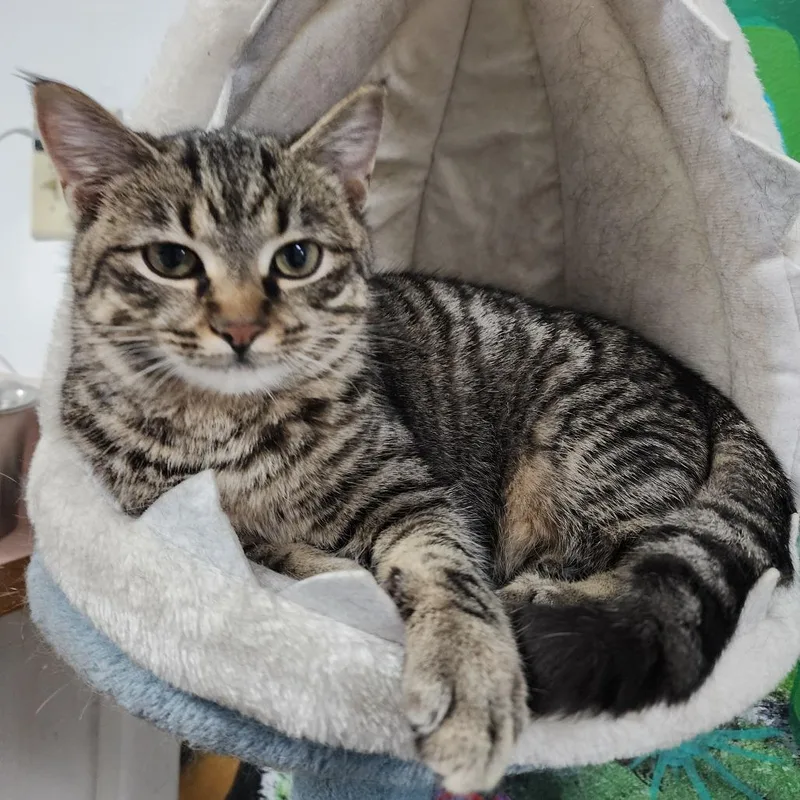 A young small-sized female Gray / Blue / Silver Domestic Short Hair cat named Cinnabon for adoption in Dixon, IL