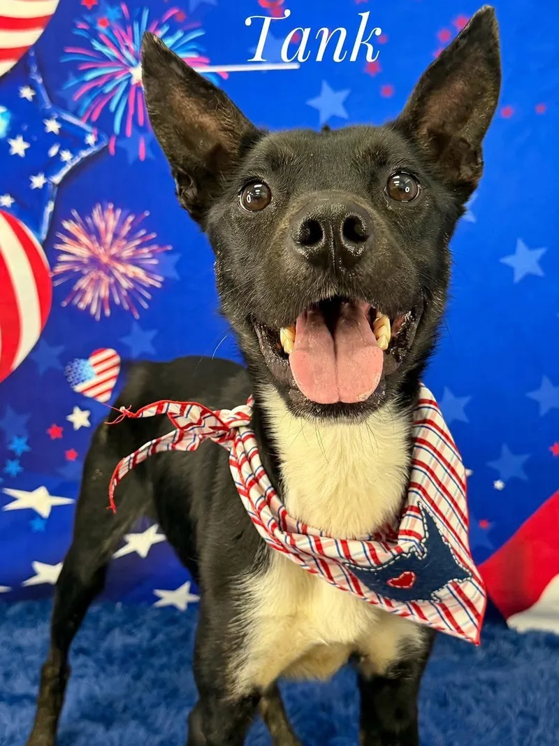 An adult medium-sized male Black Mixed Breed dog named Tank for adoption in Flint, MI