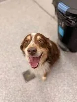 Hot Diggity Dog thumbnail 2