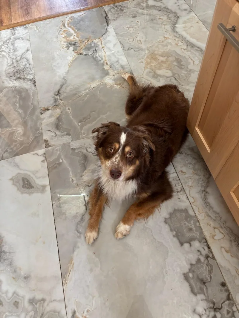 Hot Diggity Dog thumbnail 3