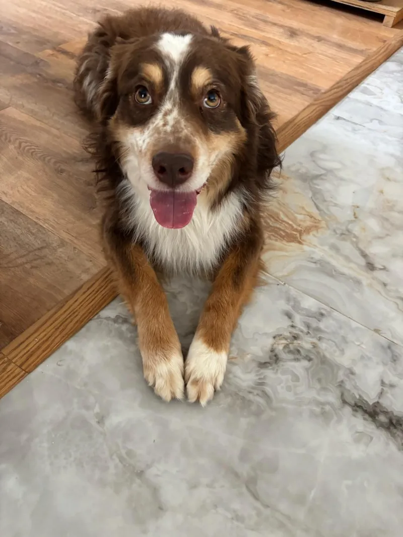 Hot Diggity Dog thumbnail 4