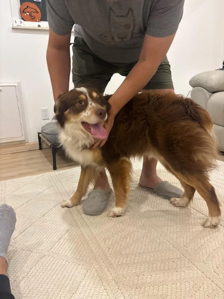 Hot Diggity Dog thumbnail 5