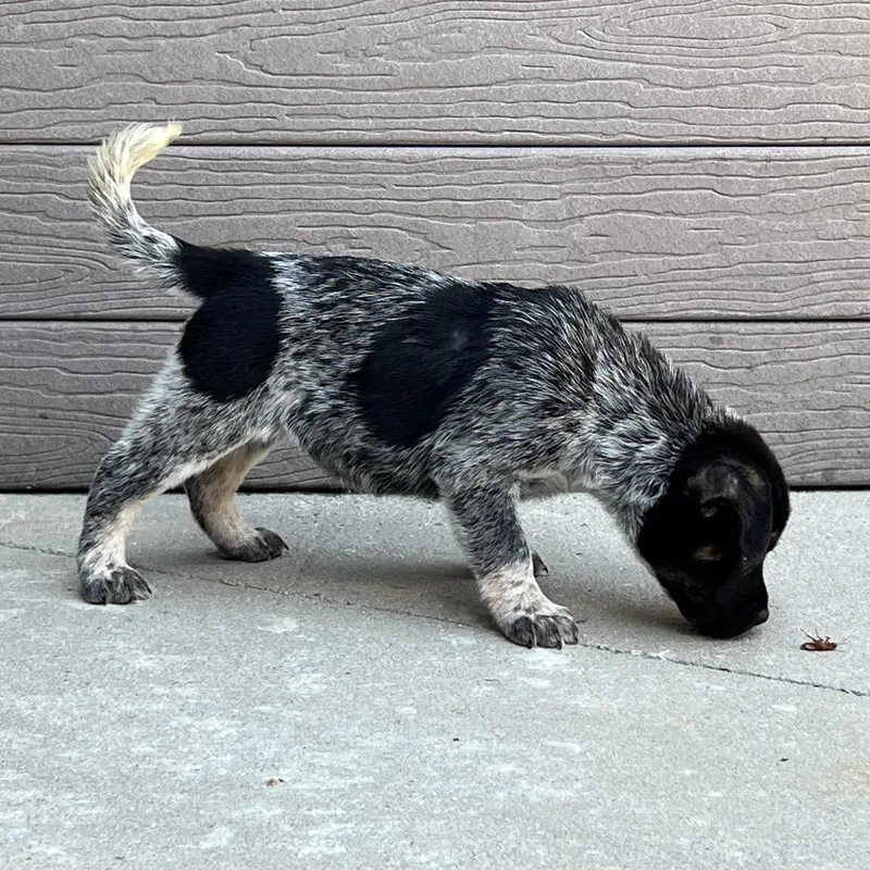A baby small-sized female Black Cattle Dog dog named Buttons for adoption in Chattanooga, TN