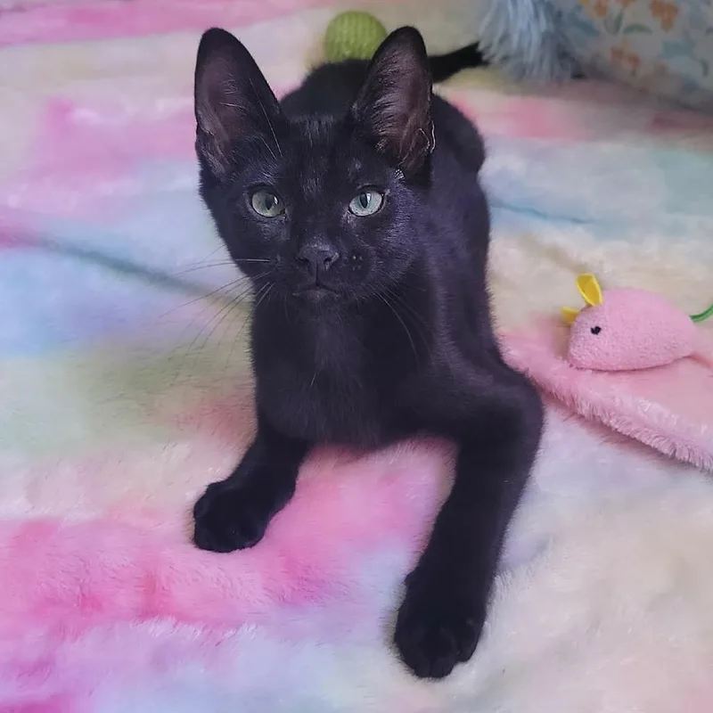 A baby small-sized male Black Domestic Short Hair cat named Scuttle for adoption in Jacksonville, OR